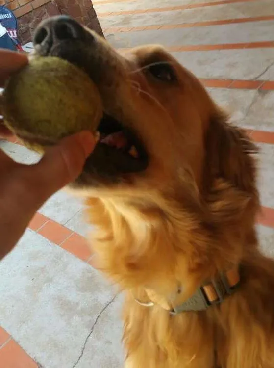 Cachorro ra a Golden retrivier idade 1 ano nome Bigo