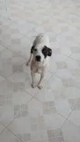 Pirata