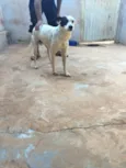 Pirata