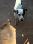 Pirata