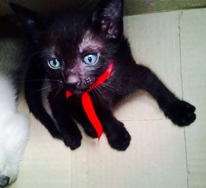 Gato raça vira lata idade Abaixo de 2 meses nome Não tem nome