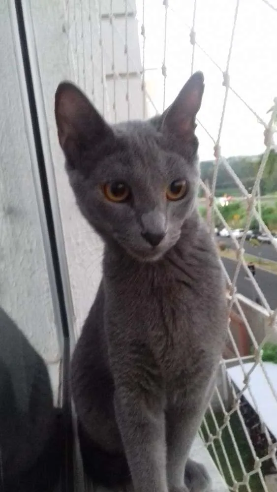 Gato ra a  idade 7 a 11 meses nome Nina