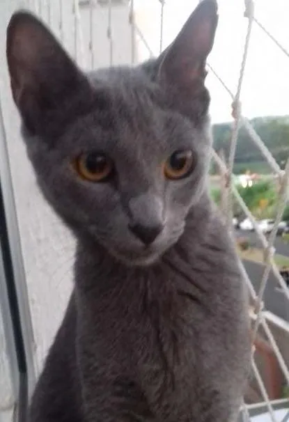 Gato ra a  idade 7 a 11 meses nome Nina