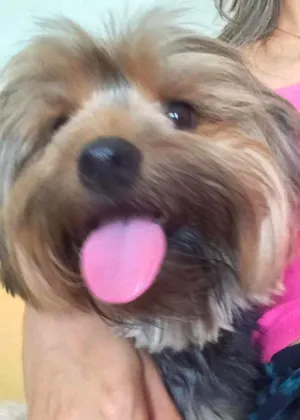 Cachorro raça Yorkshire idade 6 ou mais anos nome Preta