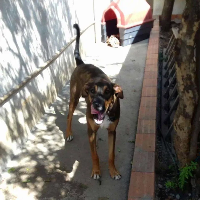 Cachorro ra a Vira lata idade 2 a 6 meses nome Sauron