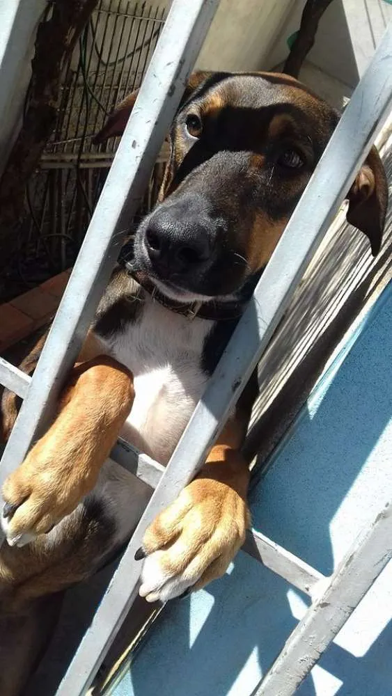Cachorro ra a Vira lata idade 2 a 6 meses nome Sauron