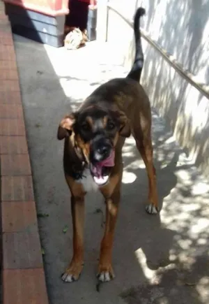 Cachorro raça Vira lata idade 2 a 6 meses nome Sauron
