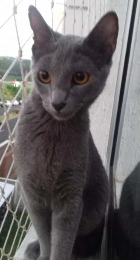 Gato ra a  idade 7 a 11 meses nome Nina