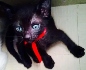 Gato raça vira lata idade Abaixo de 2 meses nome Não tem nome