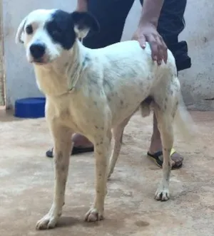 Cachorro raça Srd idade 2 anos nome Pirata 