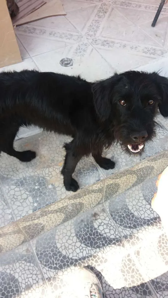 Cachorro ra a virá lata idade 2 a 6 meses nome Não identificado