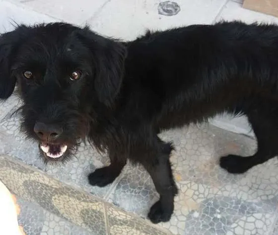 Cachorro ra a virá lata idade 2 a 6 meses nome Não identificado