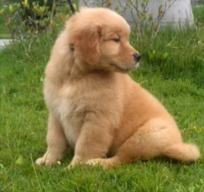 Cachorro ra a Golden retriever idade 2 a 6 meses nome Bob