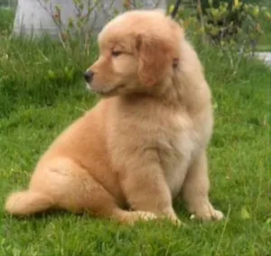 Cachorro raça Golden Retriever idade 2 a 6 meses nome Nico