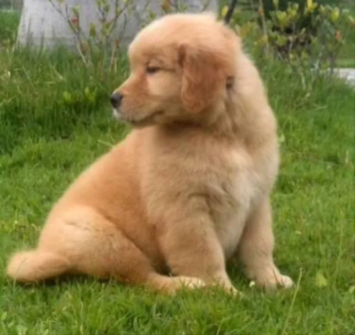 Cachorro ra a Golden Retriever idade 2 a 6 meses nome Nico