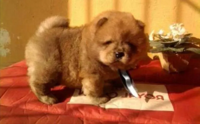 Cachorro ra a Chow Chow idade 2 a 6 meses nome Nico
