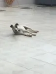 Pirata