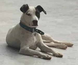 Cachorro raça Srd idade 3 anos nome Pirata