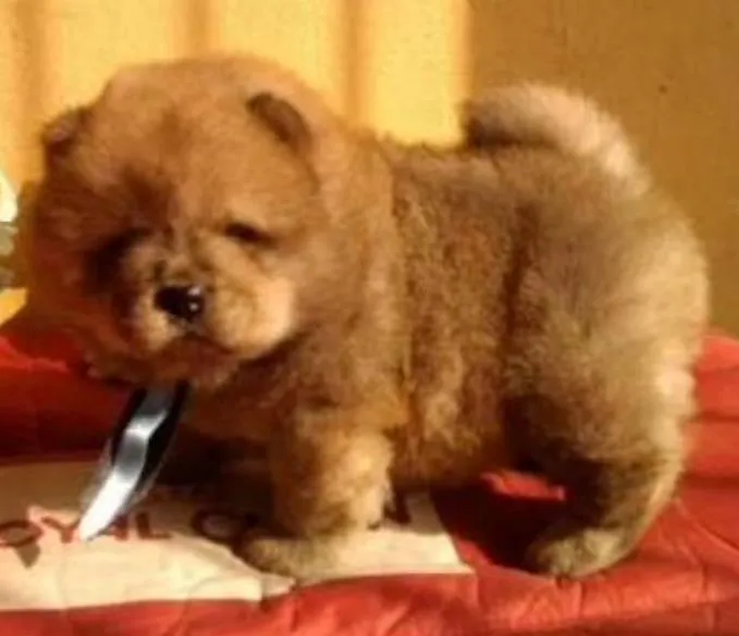 Cachorro ra a Chow Chow idade 2 a 6 meses nome Nico