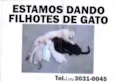 gato cianes