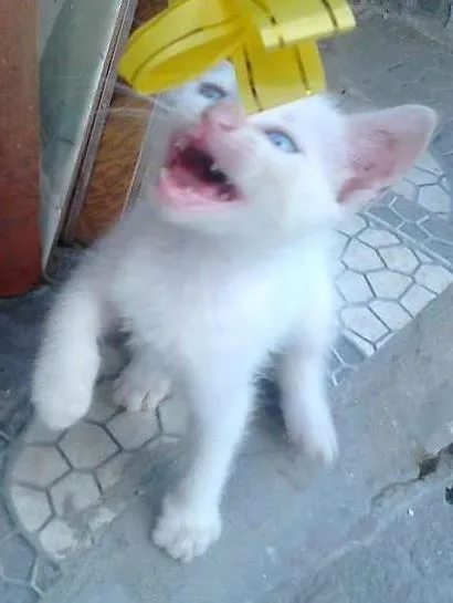 Gato ra a Siamês idade 2 a 6 meses nome gato cianes