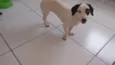 Belinha