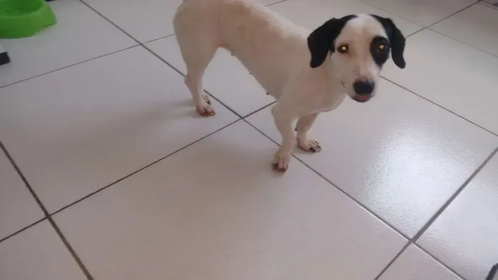 Cachorro ra a Sde idade 3 anos nome Belinha