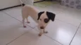 Belinha