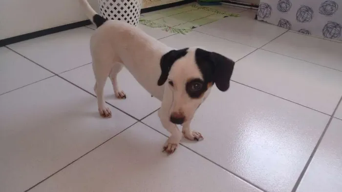 Cachorro ra a Sde idade 3 anos nome Belinha