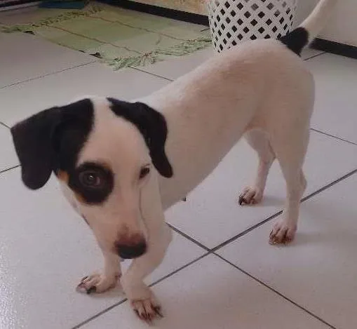 Cachorro ra a Sde idade 3 anos nome Belinha