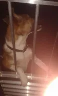 Cachorro raça SRD idade 2 anos nome Tobby
