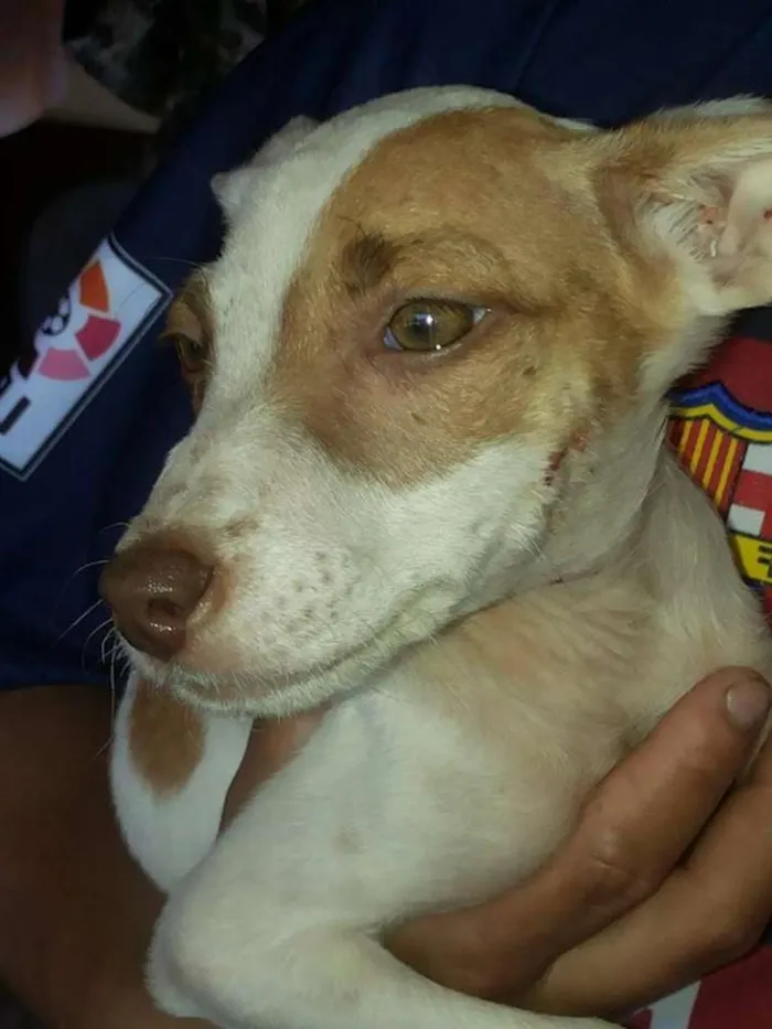 Cachorro ra a SRD idade 2 a 6 meses nome Belinha