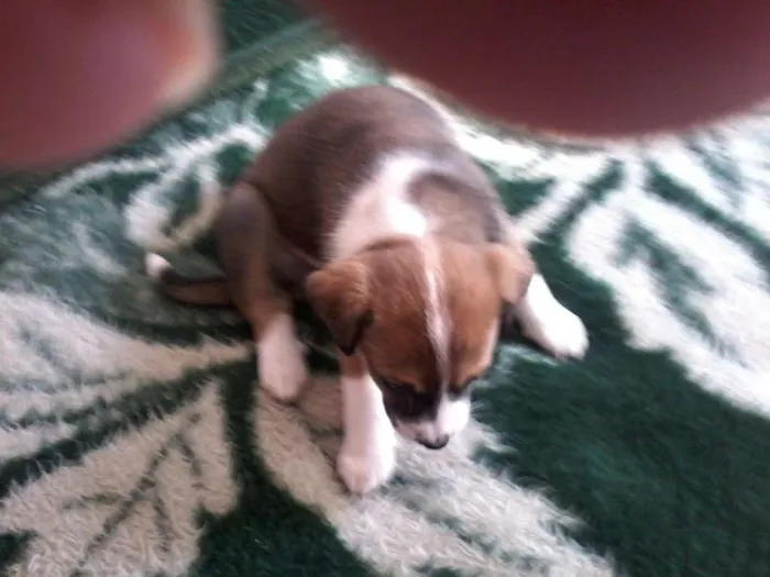 Cachorro raça Vira-Lata idade Abaixo de 2 meses nome Gorda