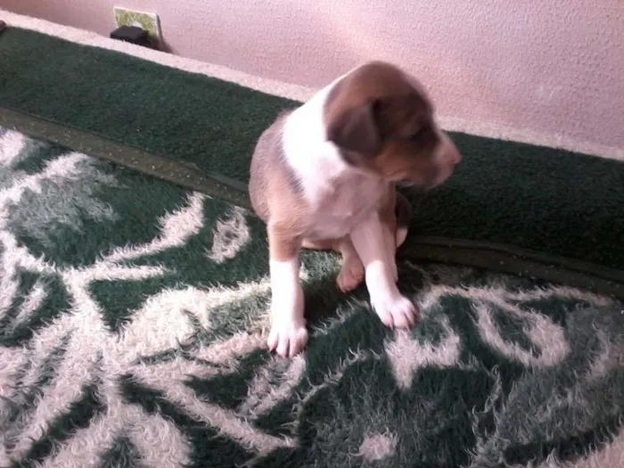 Cachorro raça Vira-Lata idade Abaixo de 2 meses nome Gorda