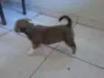 Gorda