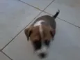 Gorda