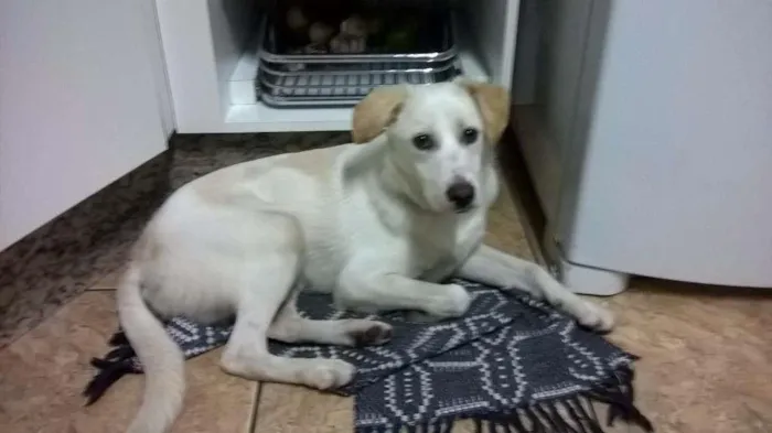 Cachorro ra a SRD idade 2 a 6 meses nome boris