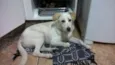 boris