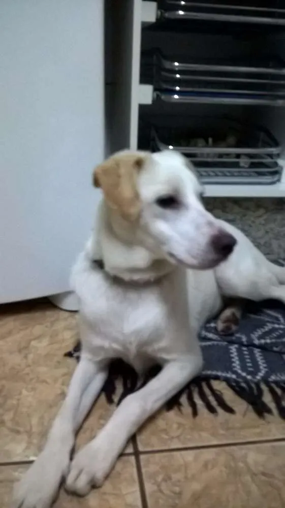 Cachorro ra a SRD idade 2 a 6 meses nome boris