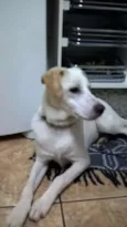 boris