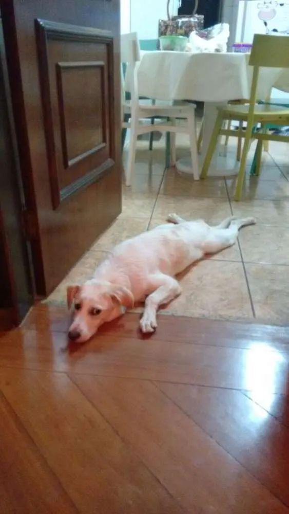 Cachorro ra a SRD idade 2 a 6 meses nome boris