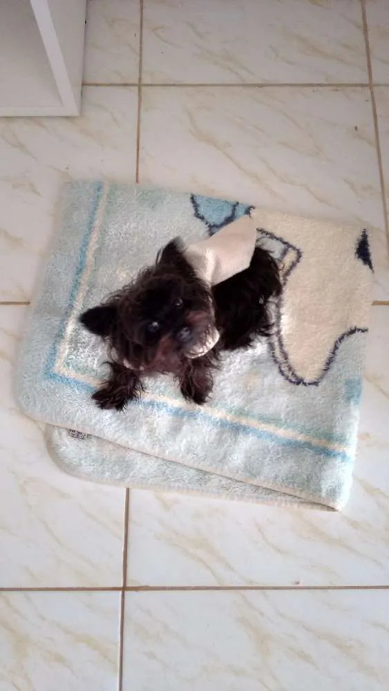 Cachorro ra a Yorkshire idade 7 a 11 meses nome Preto sem nenhuma m