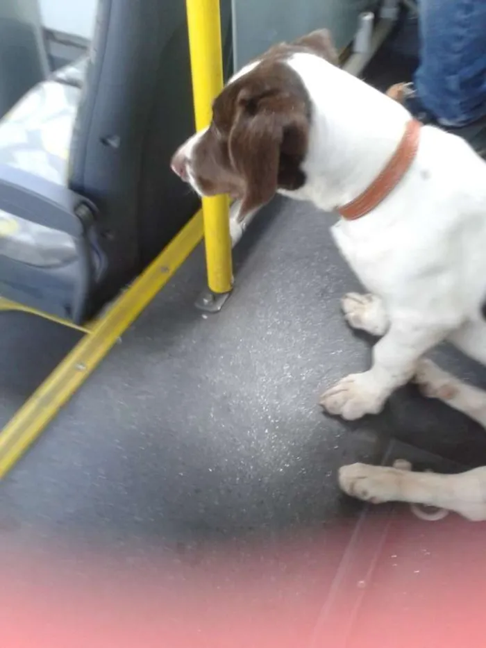 Cachorro ra a  idade  nome adote