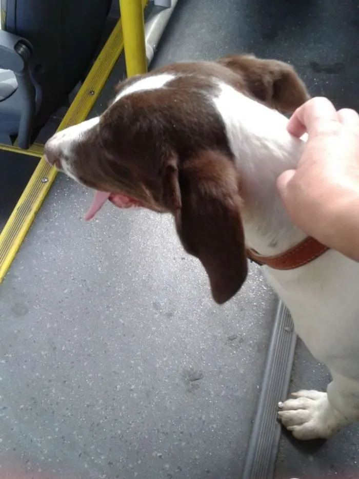 Cachorro ra a  idade  nome adote