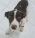 adote