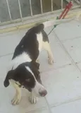 adote