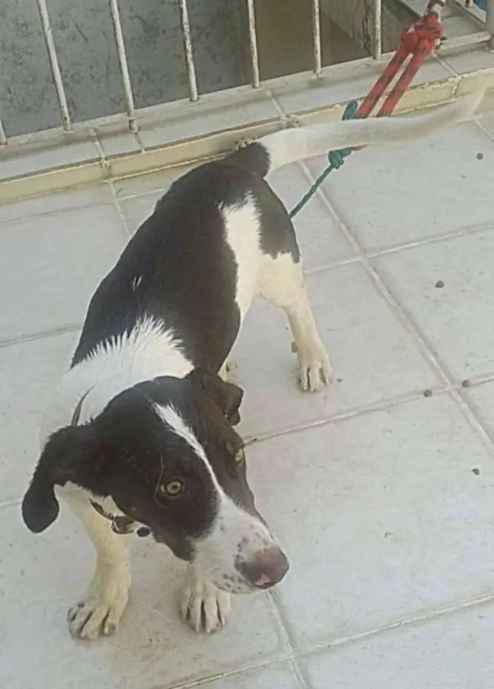 Cachorro ra a  idade  nome adote