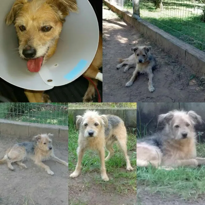 Cachorro raça SRD idade 2 anos nome Bartolomeu (Barto)