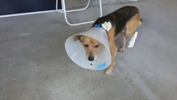 Cachorro raça SRD idade 2 anos nome Bartolomeu (Barto)