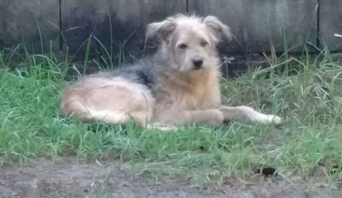 Cachorro raça SRD idade 2 anos nome Bartolomeu (Barto)